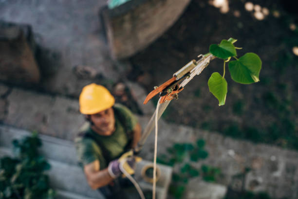 Professional Tree Service in Hillsboro, OR